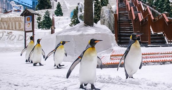 Ski Dubai Snow Plus For 1, 2, Or 4 â Ski, Slide & See Penguins! Dubai - Image 4